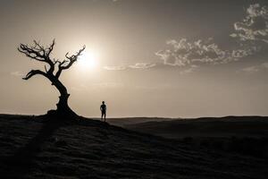A lone tree stands on a hill in the middle of a field photo