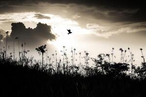 A bird flying over a field of tall grass photo