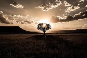 A lone tree stands in the middle of a field photo