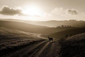 A lone horse walking down a dirt road photo