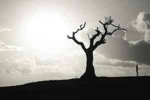 A lone tree stands on a hill with the sun in the background photo