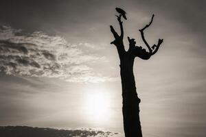 A bird perched on a dead tree in front of the sun photo