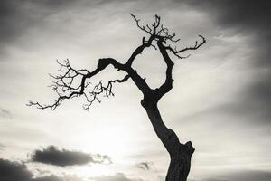 A black and white photo of a dead tree