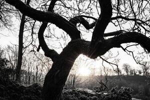 A black and white photo of a tree