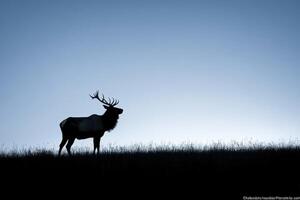 Elk silhouetted against the sky photo
