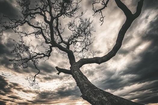 A tree stands in front of a cloudy sky photo
