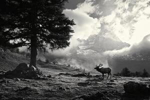 A black and white photo of a deer standing in the mountains