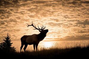 Elk at sunset photo