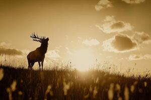 A deer stands in the grass at sunset photo