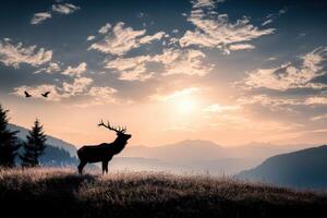 A deer stands on a hill with a sunset in the background photo