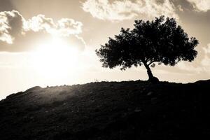 A lone tree on a hill with the sun behind it photo