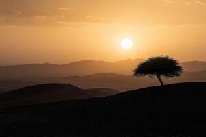 A lone tree stands in the desert at sunset photo