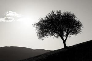 A lone tree stands on a hill in the desert photo