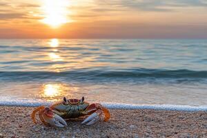 A crab on the beach at sunset photo