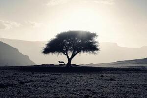 A lone tree in the middle of a desert photo