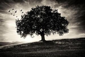 Black and white photo of a tree on a hill with birds flying above