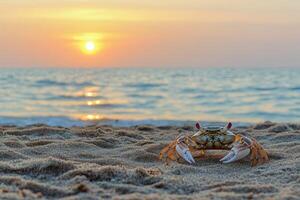 A crab on the beach at sunset photo
