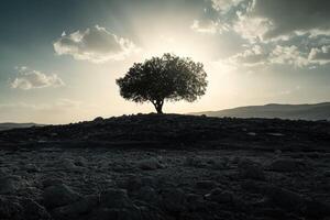 A lone tree stands on a rocky hill in the middle of a desert photo