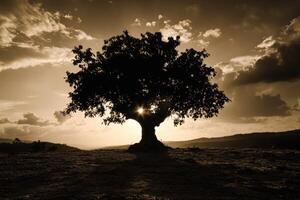 A lone tree in the middle of a field at sunset photo