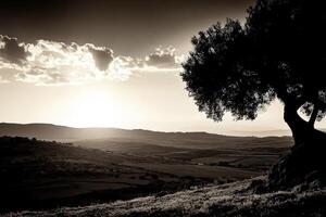A black and white photo of an olive tree