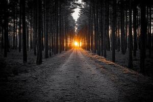 A road in the middle of a forest with the sun setting behind it photo