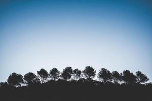 Silhouette of trees in the forest at sunset photo