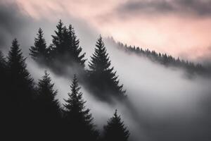 A forest with trees in the fog photo