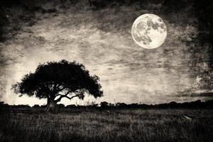 A black and white photo of a tree in the middle of a field