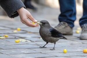 A person feeding a bird on a sidewalk photo