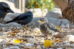 A baby bird and a crow standing on a rock photo