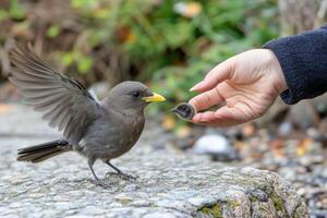 A bird is being fed by a person photo