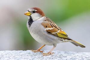 A small bird with a yellow beak is standing on a rock photo