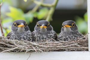 Three birds sitting in a nest with a tree in the background photo