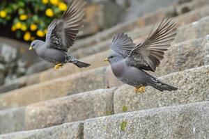 Two pigeons are flying down the stairs photo