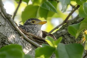 A bird sitting in a tree branch with leaves photo