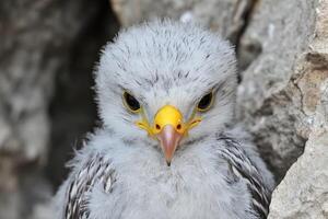 A baby bird with a yellow beak photo