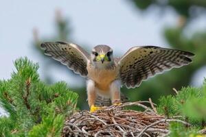 A bird of prey is sitting on top of its nest photo