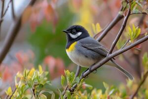 A small bird is sitting on a branch photo