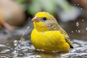 A yellow bird in the water photo