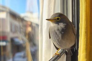 A bird sitting on a window sill photo