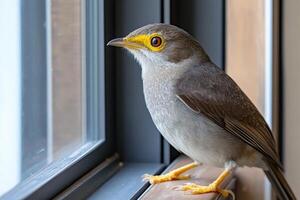A bird with yellow eyes is sitting on a window sill photo