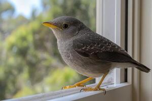 A small bird is standing on a window sill photo
