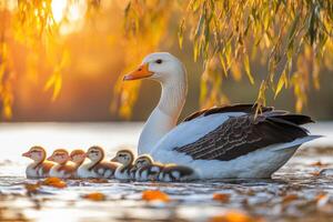 A goose and her babies are in the water photo