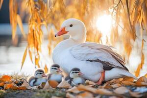 A white duck with her babies by the water photo