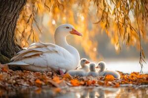 White goose with her babies by the water photo