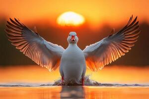 A white goose spreads its wings in the water photo