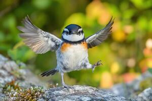 A small bird with its wings spread out photo