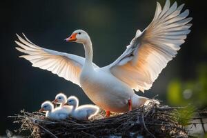 A white goose with her babies on her nest photo