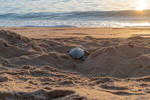 A turtle is on the beach photo