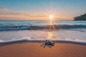 A turtle on the beach at sunset with the sun in the background photo